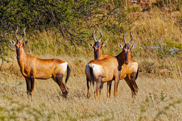 Small herd of Red Hartebeest