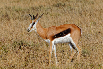 Springbok with grass in mouth