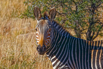 Fototapeta na wymiar Adult Mountain Zebra looking at camera