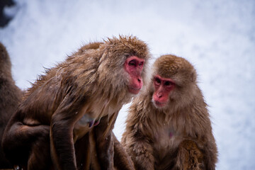 Snow Monkeys Soak in Hotsprings