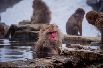 Snow Monkeys Soak in Hotsprings