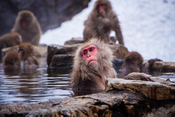 Snow Monkeys Soak in Hotsprings