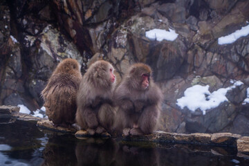 Obraz premium Snow Monkeys Soak in Hotsprings
