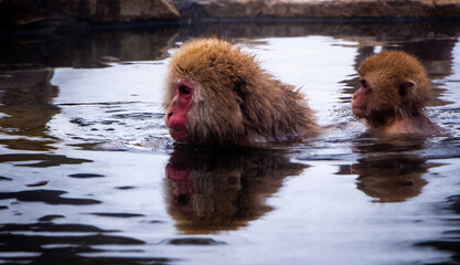 Fototapeta premium Snow Monkeys Soak in Hotsprings