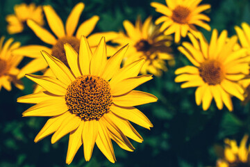 Closeup of false yellow sunflower rough oxeye, Heliopsis scabra, helianthoides, Oxe eye grows in public flower garden. Beautiful summer natural floral bright background 