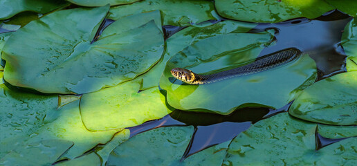 The grass snake (Natrix Persa) ringed or water snake lying on leaves water lily leaves and preys on...