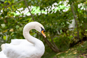 Obraz premium A closeup headshot of a mute swan (Cygnus olor) in the public park against a green background