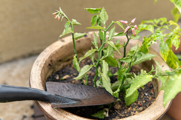 Close-up image of pot of flower at garden