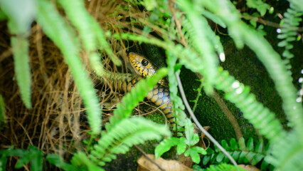 Yellow rat snake (Garadiya) hiding in the bush,