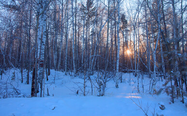 Amazing sunset in the winter forest with shadows of trees on the snow - Siberia