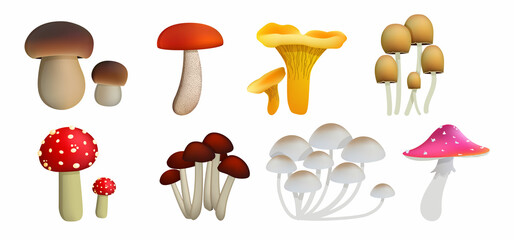 set of different realistic mushrooms isolated on white background. Elements for design
