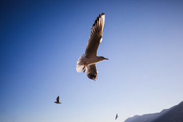 Seagulls on the blue in morning sunlight