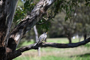 Noisy miner, manorina melanocephala, looking up while perched on the branch of a eucalyptus tree, the bird's sharp talons grasping the branch tightly