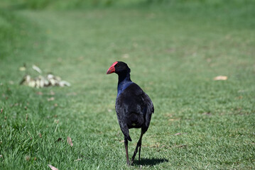 Purple swamphen, or pukeko, from behind, as it looks over its shoulder while walking along a stretch of short grass