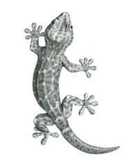 Hand drawn illustrations of Tokay Gecko. Pencil drawing - 488502203