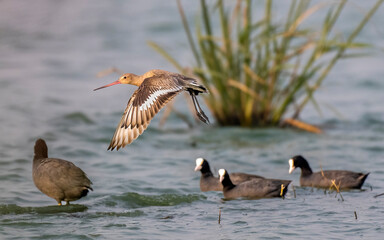 Godwit