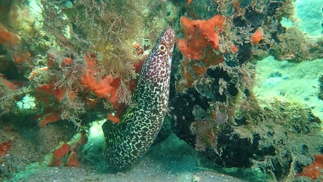 Moray Eel in Slow Motion, 2k