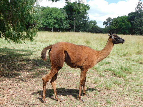 Closeup, side view, photo of a large brown Llama with a black face. The photo was taken on a sheep farm in Gauteng, South Africa on a sunny hot day