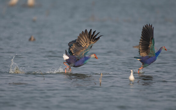 Swamphen chasing