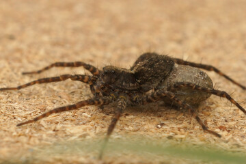 Closeup on a female wolf spider, Pardosa, dragging her eggs behind her