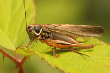 Closeup on a Roesel's bush cricket, Roeseliana roeselii, posing on a green leaf