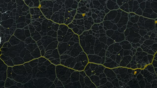 Schleimpilz Plasmodium (Physarum polycephalum)