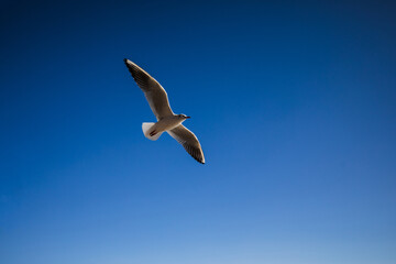 Seagull on the blue in morning sunlight