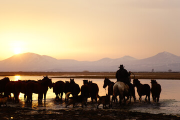 horses on sunset