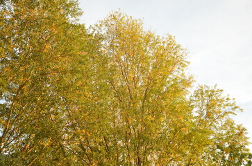 Fototapeta premium Photos taken at sunset while on a stroll through the beautiful Aqueducts Park in Rome, with the majestic ruins of ancient Roman aqueducts and trees