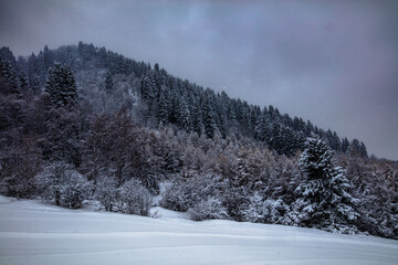 Fototapeta premium snow covered trees in the mountains