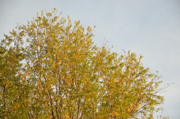 Photos taken at sunset while on a stroll through the beautiful Aqueducts Park in Rome, with the majestic ruins of ancient Roman aqueducts and trees