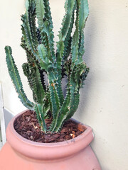 Big Green Cacti Plant in a pot