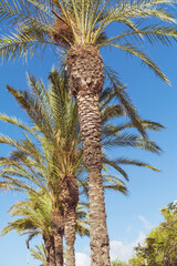 Beautiful Tropical Background  with Palm Tree on a Blue Sky