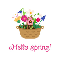 Hello spring. A postcard with a basket of bright colorful flowers of tulip, narcissus, muscari, pansies, bell, peony, snowdrop and an inscription. Festive vector illustration for design
