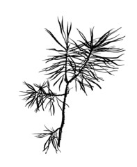 drawing, picture, small young pine tree with needles, sketch, hand drawn digital botanical vintage vector illustration