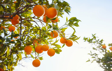 Orange garden orplantations, summer background. Turkey district of city of Demre. Trees with fruits.