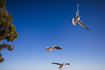 Fototapeta na wymiar Seagulls on the blue in morning sunlight