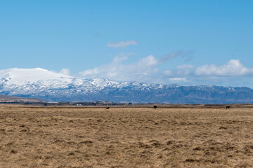 Horse paddock in Iceland