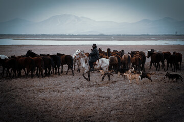 horses on the beach