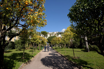 Fototapeta na wymiar ciel bleu et agrumes dans les rues de Menton - Côte d'Azur