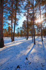 Amazing sunset in the winter forest with shadows of trees on the snow - Siberia