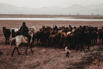 herd of horses