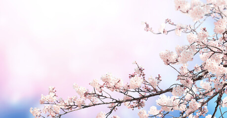 Obraz premium Horizontal banner with sakura flowers of pink color on sunny backdrop