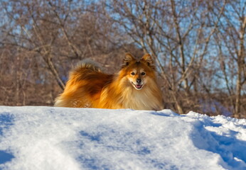 Fototapeta na wymiar Red dog close-up on the background of snow and trees in winter