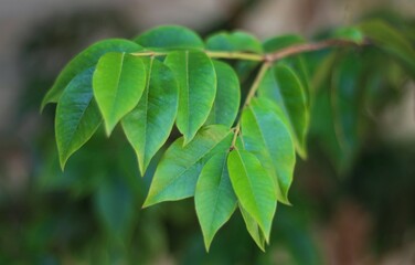 Jabuticabeira leaves from the backyard