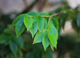 Jabuticabeira leaves from the backyard