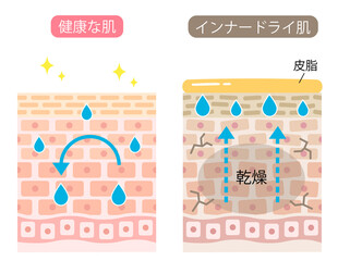 インナードライ　肌細胞　ビフォアアフター　