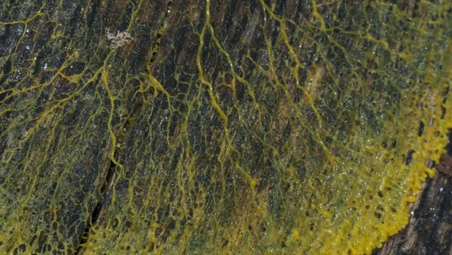 Schleimpilz Plasmodium (Physarum polycephalum)