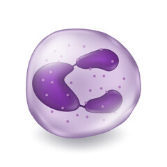 Neutrophil. Type of white blood cell. Medical education.