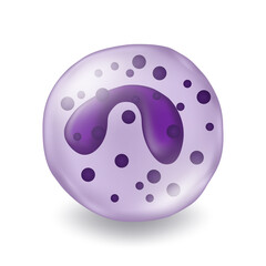 Basophil. Type of white blood cell. Medical education.